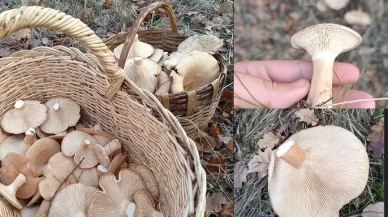 Ebişke mantarının faydaları saymakla bitmiyor!