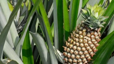 Ananas seçmenin 5 altın kuralı