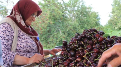 Türkiye dondurulmuş kirazda zirvede