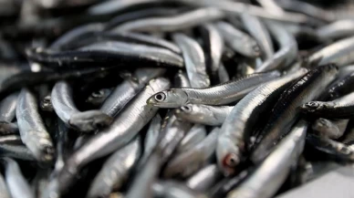 Avrupa’dan hamsiye yoğun ilgi!