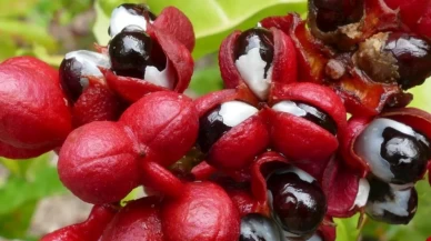 Uzmanlar kafein krallığı diyor!