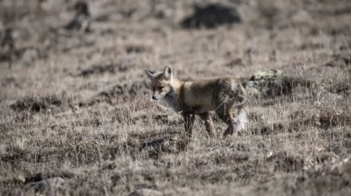 Gören döndü bir daha baktı!