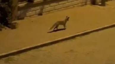 Şanlıurfa'da aç tilki kent merkezine indi