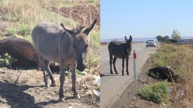 Telef olan eşeğin yavrusunun annesinin başında beklemesi, görenleri gözyaşlarına boğdu