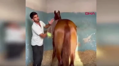 Adana’da kırmızı ışık ihlali faciaya yol açtı! 3 çocuk babası seyis ölümle pençeleşiyor