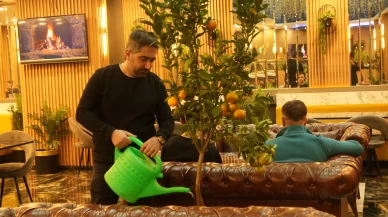 Kafe'de yetiştirilen mandalina ağaçları, müşterileri büyülüyor!