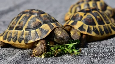 Bu sembol hayatınıza yeni bir dönem getiriyor