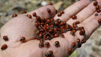 Uzmanlardan çarpıcı açıklamalar