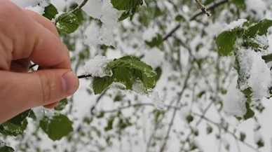 Zirai don kapsamında 798 milyon lira yeni destek ödemesi