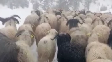 Ordu’nun yaylalarında kar sürprizi: Çobanlar 450 hayvanla yolda mahsur kaldı
