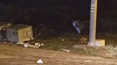 Uludağ’da kış uykusuna yatmayan ayılar çöp konteynerlerini talan etti