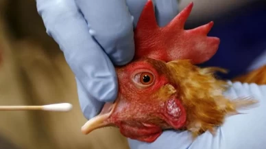 İspanya'da kuş gribi alarmı: 2 milyondan fazla kümes hayvanı itlaf edildi