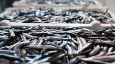 Hamsi bolluğu tezgahlara yansıdı