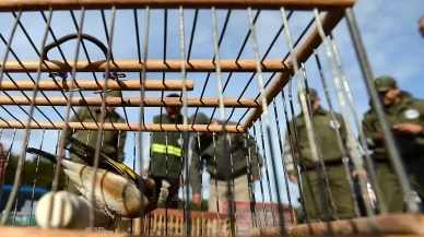 Bursa'da kuş kaçakçılarına ceza yağdı!