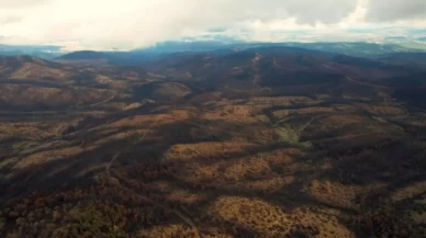 Bursa'da küle dönen ormanlar için seferberlik
