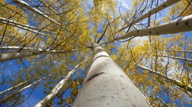 Tunceli'nin gizli cenneti: Salördek Ormanları