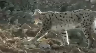 Hakkari Çukurca’da nesli tükenme tehlikesindeki vaşak görüntülendi