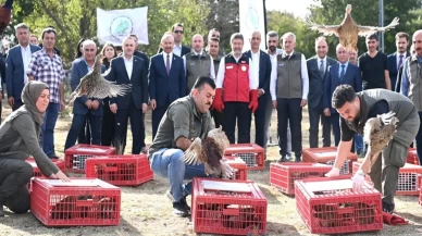 Kene ve kokarcaya karşı 36 bin keklik, 9 bin sülün doğaya salındı