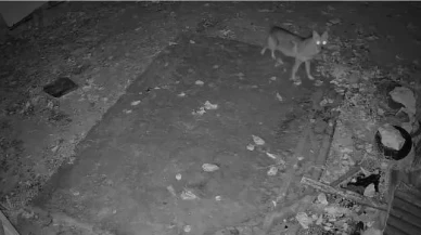 Elazığ'da evin etrafında yiyecek arayan çakal kamerada