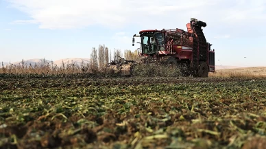 Bayburt'ta şeker pancarı üretim alanı 5 yılda 6 kat arttı