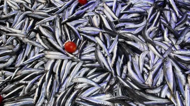 Trabzon’da hamsi fiyatları dudak uçuklatıyor!