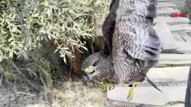Hatay’da yaralı şahin koruma altına alındı