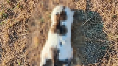 Mersin’de kediye eziyet iddiası sosyal medyayı ayağa kaldırdı: Savcılık soruşturma başlattı