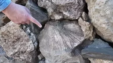 Bingöl'de 50 milyon yıllık deniz fosilleri keşfedildi