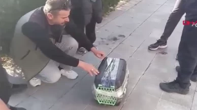 Aksaray’da nesli tükenmekte olan gelinciği satmak isteyen şüpheli yakalandı