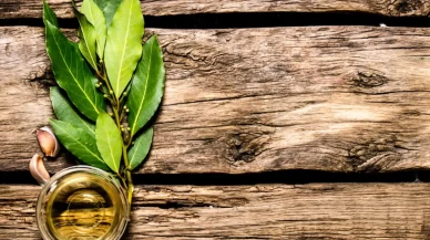 Defne yaprağı yağı mucizesi!
