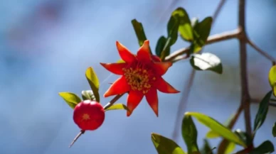 Nar çiçeğinin bilinmeyen özellikleri