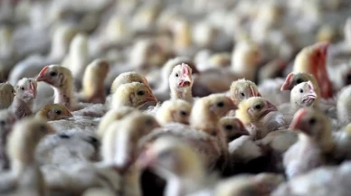 Kuş gribi salgını kontrolden çıktı!
