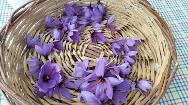 Dünya'nın en pahalı baharatında hasat vakti