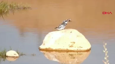 Adıyaman'da Alaca Yalıçapkını çay yatağında görüntülendi