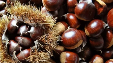 Başvurular başladı!