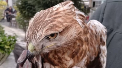 Amasya'da yaralı bulundu!
