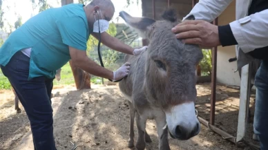 Ölen annesinin başında beklediği görüntülerle herkesi duygulandıran sıpa yeni yuvasında!