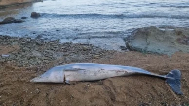 Gelibolu sahilinde ölü yunus sahile vurdu