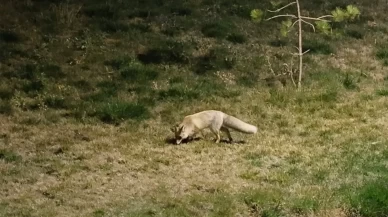 Bitlis sokaklarında tilkiler görüntülendi