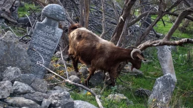 Komşuda ''Osmanlı'' hazımsızlığı!