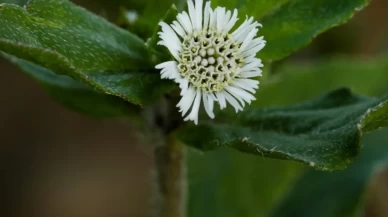 Bhringraj yağının bilinmeyen etkileri