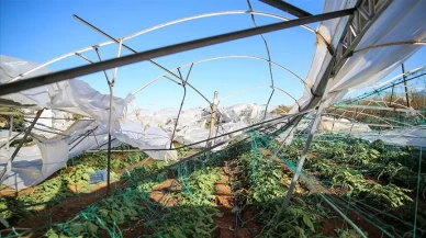 Üreticilere 4,2 milyar lira tarım sigortası tazminatı ödendi