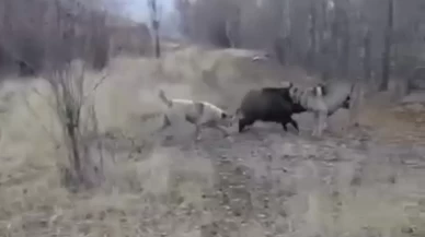 Muş'ta yaban domuzu ile çoban köpeklerinin kovalamacası!