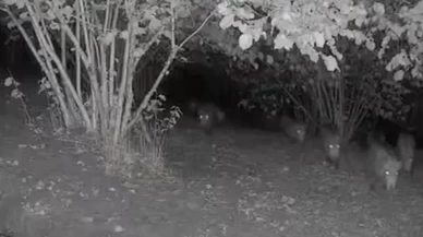 Düzce’de ayı ve domuz sürüsünün bahçe ziyareti kamerada