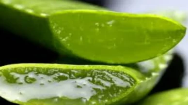 Aloe veranın en çok sevdiği cilt