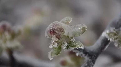 Üreticilere 221 milyon liralık zirai don desteği bugün hesaplarda