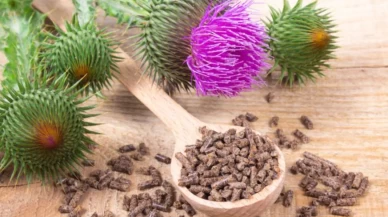 Meryem Ana dikeni karaciğere etkisi şaşırtıyor