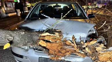 Edirne’de faciaya ramak kala: Otomobilin üzerine ağaç devrildi