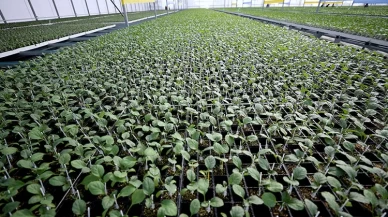 Fide sektöründe rekabet soruşturması