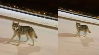 Ardahan'da şehre inen kurt görüntülendi